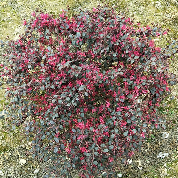 红花继木球